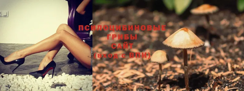 Галлюциногенные грибы MAGIC MUSHROOMS  наркота  Красный Холм 